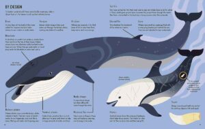 About Animals series by Owen Davey davey wild about whales int1