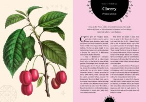 Kew Gardens Folklore kew gardens witchs orchard int p2 cherry